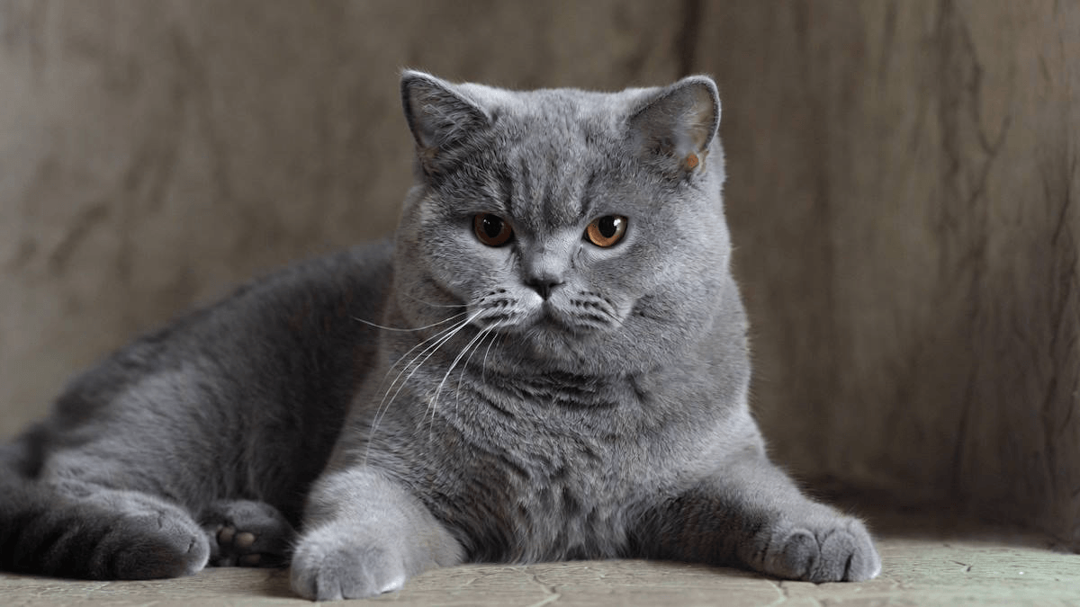 Whiskers