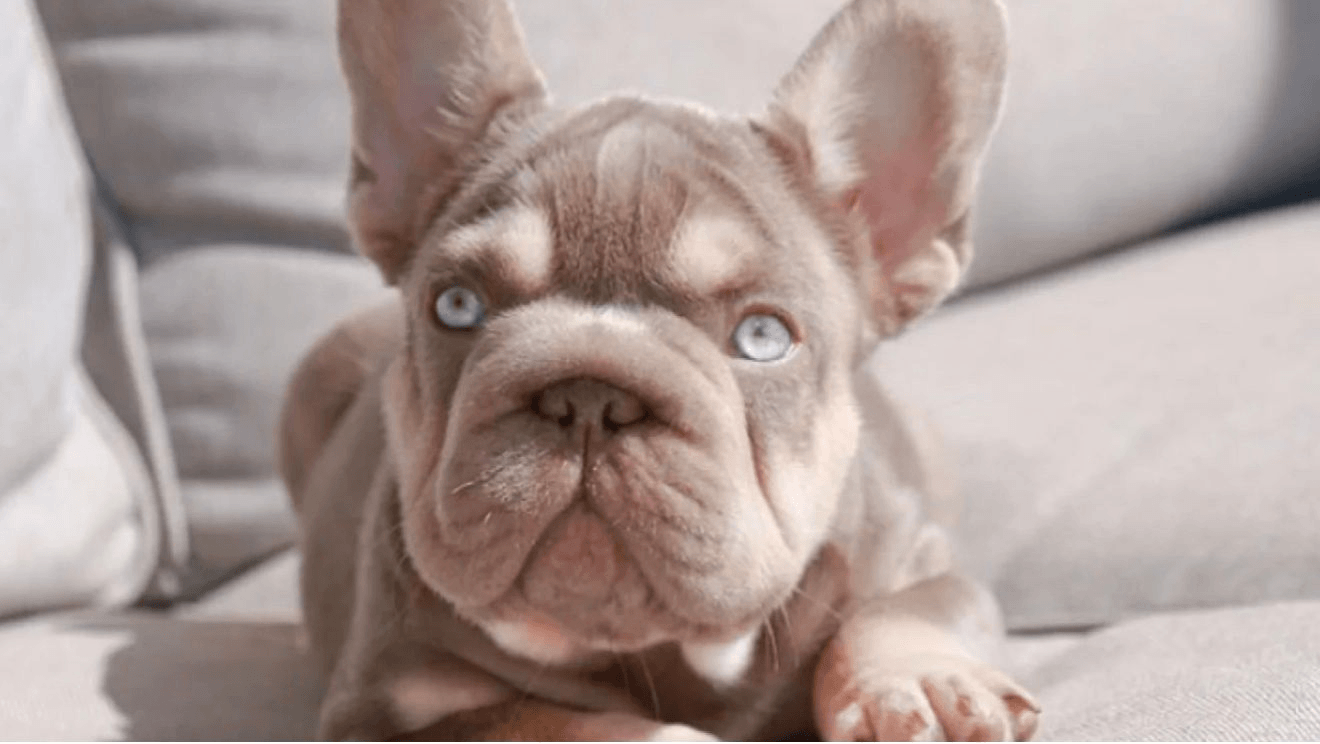 Rex